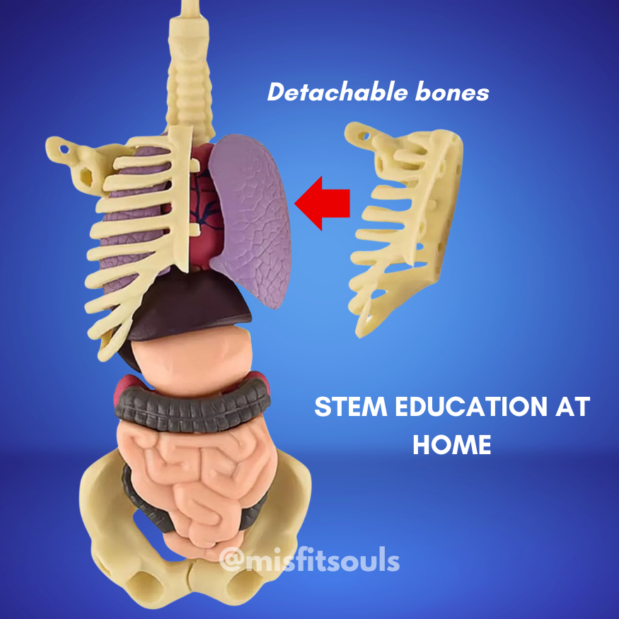 The Toyfetti BioBuddy™ Little Doctor Play Kit is a 3D human anatomy STEM toy for kids featuring a model torso with removable bones and organs. An arrow points to detachable rib bones, with text: “STEM EDUCATION AT HOME.”.