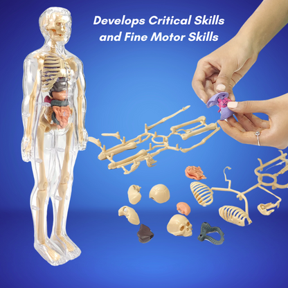 A transparent 3D anatomy model stands by scattered body and bone pieces as hands assemble a purple organ. Text: “Develops Critical & Fine Motor Skills.” The Toyfetti BioBuddy™ Little Doctor Play Kit is an engaging STEM toy for kids.