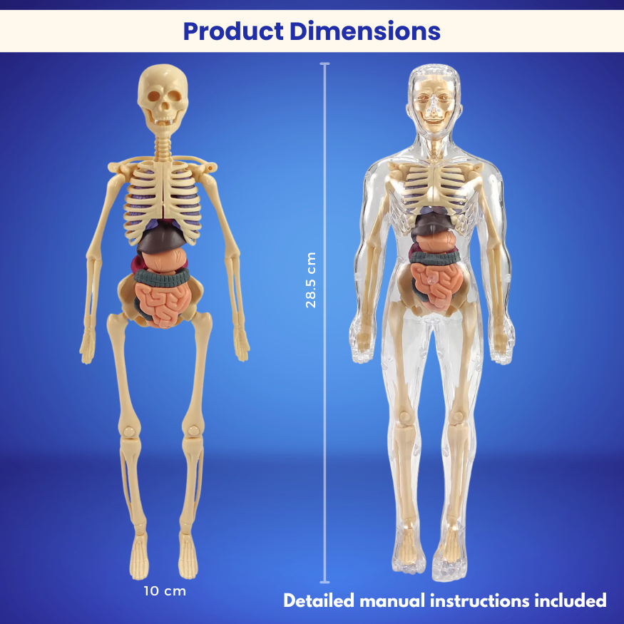 The Toyfetti BioBuddy™ Little Doctor Play Kit shows two detailed 3D human anatomy models side by side on a blue background. The skeleton model measures 10 cm wide and 28.5 cm tall. Includes “Product Dimensions” and manual instructions.