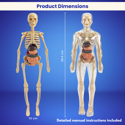 The Toyfetti BioBuddy™ Little Doctor Play Kit shows two detailed 3D human anatomy models side by side on a blue background. The skeleton model measures 10 cm wide and 28.5 cm tall. Includes “Product Dimensions” and manual instructions.