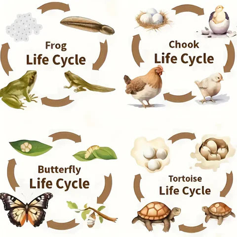 Life Cycle Puzzles – Explore Nature’s Transformations Piece by Piece