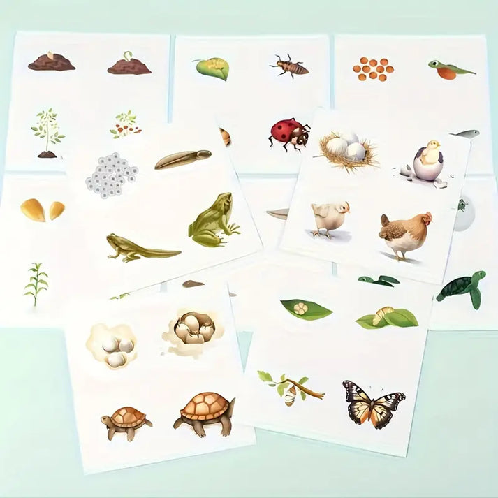 Life Cycle Puzzles – Explore Nature’s Transformations Piece by Piece